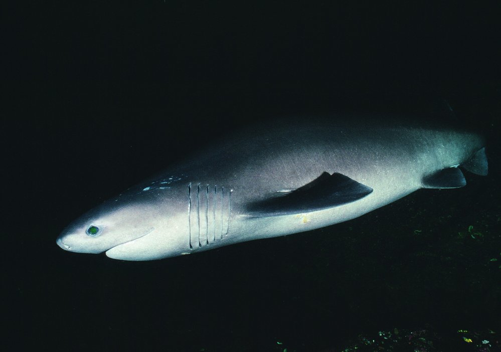 Žralok šedý
