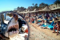 Egyptské Čelisti: Žraloci roztrhali turistku (†70)