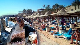 Populární letovisko Sharm el-Sheikh čelí útokům zabijáckých žraloků. Během jednoho týdne zranili čtyři lidi a německou turistku zabili. Úřady domnělé "pachatele" ulovili. Nebyli to však ti praví