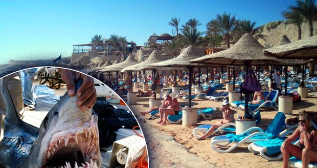 Populární letovisko Sharm el-Sheikh čelí útokům zabijáckých žraloků. Během jednoho týdne zranili čtyři lidi a německou turistku zabili. Úřady domnělé "pachatele" ulovili. Nebyli to však ti praví