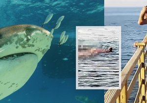 Hurghana po dvou útocích žralokem: Zákaz plavání a prodejci v ohrožení