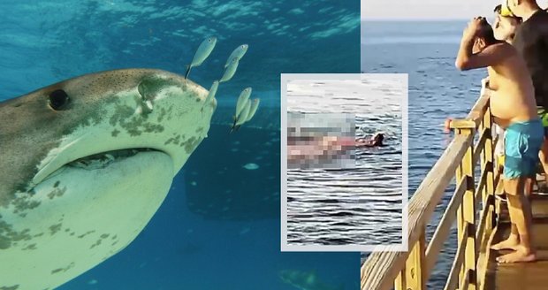 Žralok zabil v Hurghadě dvě ženy: Šokující svědectví z místa smrti!
