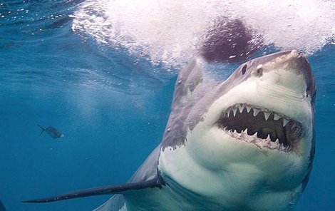 Deset let žralok na Bahamách nikoho nezabil.