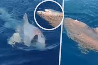 Obří žralok vyděsil turisty na Mallorce. Rybáři vylovili hlubokomořské monstrum!