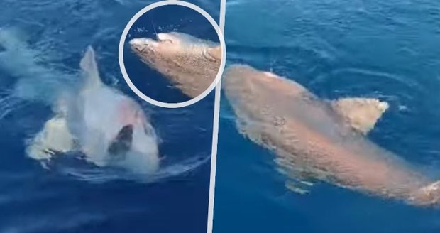 Obří žralok vyděsil turisty na Mallorce. Rybáři vylovili hlubokomořské monstrum! 