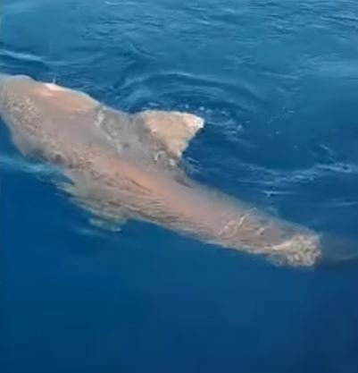 U španělských břehů se objevil další žralok (20.6.2023).