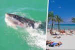 Ve Španělsku byl spatřen další žralok: Plavčíci museli evakuovat pláž