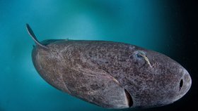 Vědci objevili nejstaršího žijícího obratlovce. 512 let starý žralok.