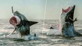 Tuleňovi se podařilo umně žralokově útoku vyhnout.