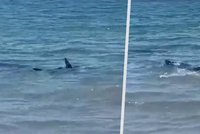 Žralok vyděsil dovolenkáře ve Španělsku. Kroužil kolem břehu, plavčíci hnali lidi z vody