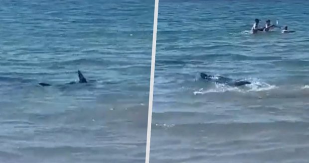 Žralok vyděsil dovolenkáře ve Španělsku. Kroužil kolem břehu, plavčíci hnali lidi z vody