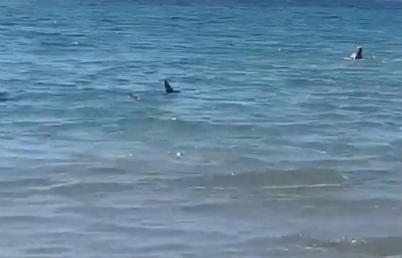 Žralok u Alicante.