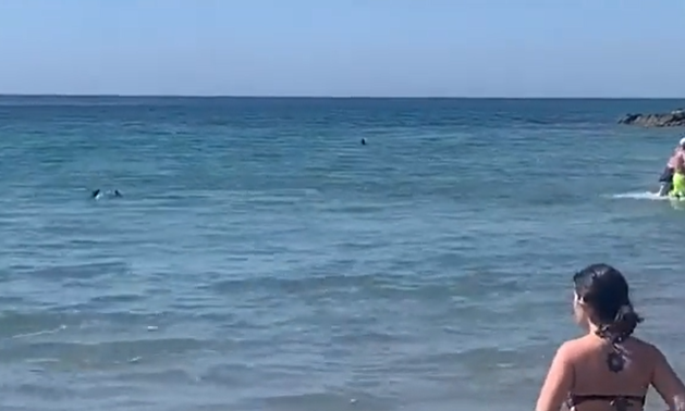 Žralok u Alicante.