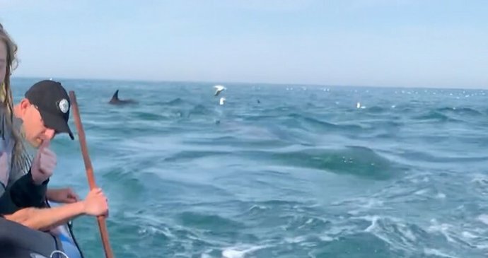 Turisté v Jižní Africe zažili děsivý moment, do jejich člunu se zakousl žralok.