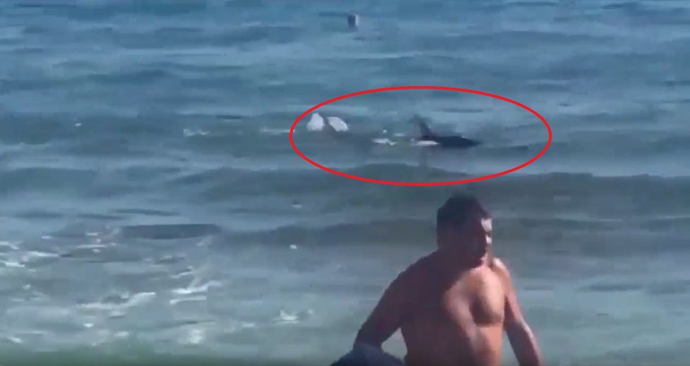 U španělské pláže vyděsil turisty žralok.
