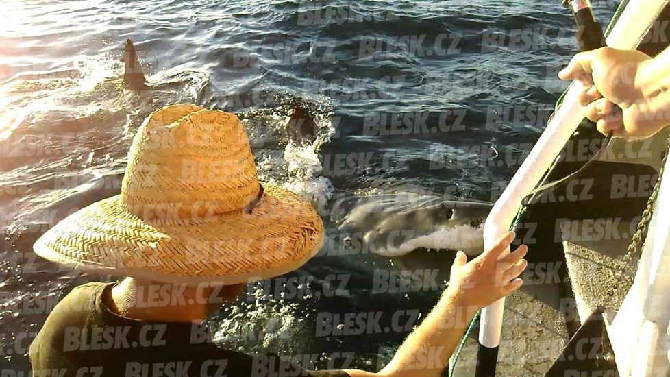 Češka Malvína návštěvu žraloka u lodě natáčela na video.
