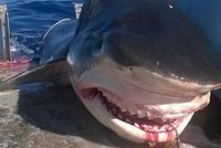 Hrůza v dovolenkovém ráji: V břiše žraloka našli ruku pohřešovaného turisty! I se snubákem