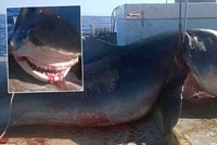Čelisti ožívají! Rybář u Austrálie chytil pětimetrového žraloka