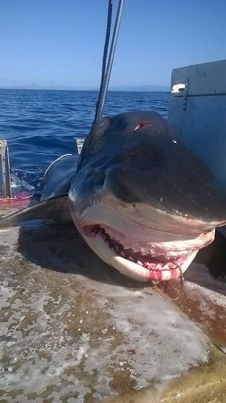 Šestimetrový žralok tygří plaval kousek od australského pobřeží.