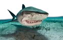 Žralok tygří patří k agresivním druhům, spolu se žralokem bílým má na svědomí nejvíc útoků na člověka