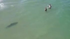 Žralok černocípý na pláži na Floridě byl jen pár metrů od plavců, kteří si ho ani nevšimli. (8.8.2022)