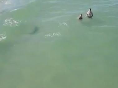 Žralok černocípý na pláži na Floridě byl jen pár metrů od plavců, kteří si ho ani nevšimli.