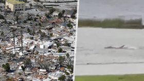 Šok na Floridě: Po hurikánu plaval na zahradě žralok!