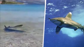 Turistku (†68) v Egyptě zabil žralok u hotelové pláže. Útoků u břehů bude přibývat, varují vědci