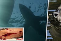 Experti odhalili, proč žraloci bílí útočí na lidi: Pletou si je s oblíbenou kořistí