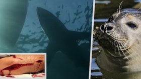 Experti odhalili, proč žraloci bílí útočí na lidi: Pletou si je s oblíbenou kořistí