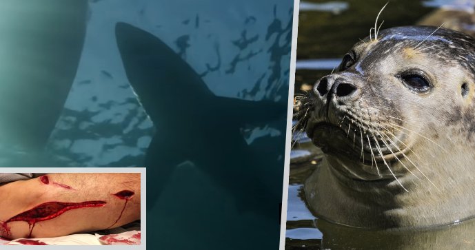Bílí žraloci si lidi zřejmě pletou s tuleni, podle studie na ně útočí omylem