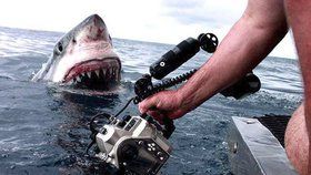Fotograf zachytil blízké setkání s lidožravým žralokem bílým. Od jeho ruky se nacházel jen několik centimetrů.