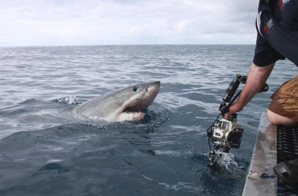 Fotograf zachytil blízké setkání s lidožravým žralokem bílým. Od jeho ruky se nacházel jen několik centimetrů.
