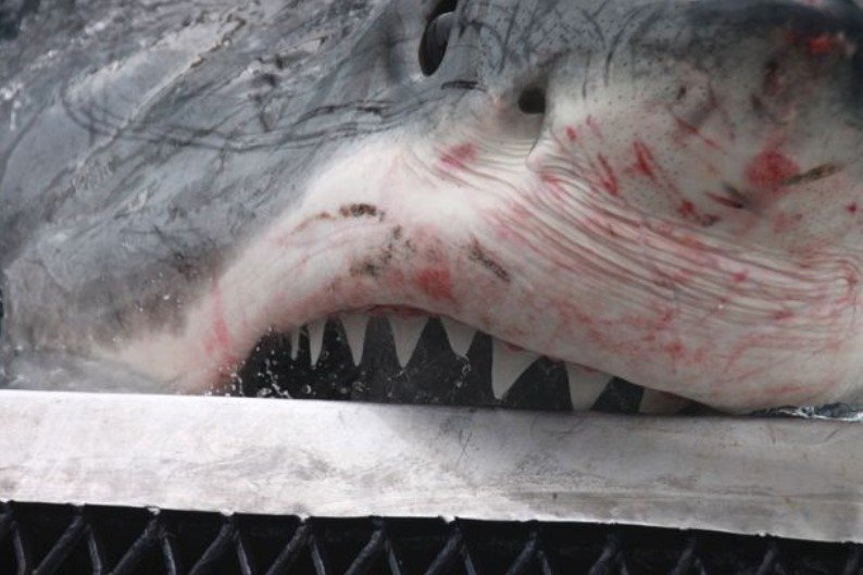 Fotograf zachytil blízké setkání s lidožravým žralokem bílý. Od jeho ruky se nacházel jen několik centimetrů.