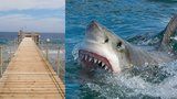 Českého turistu (†42) v Egyptě zabil žralok u mola hotelu. Žena ho viděla umírat