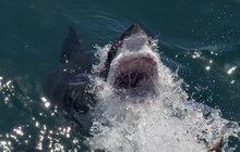 Potápěč se nebojí ostrých zubů: Žralokům otvírá tlamy