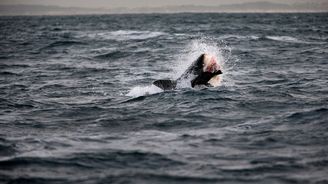 FOTO: Velký bílý žralok skáče i několik metrů nad hladinu