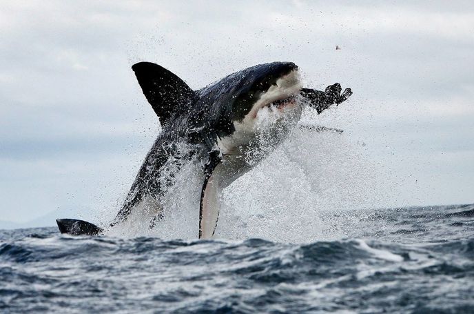 Úchvatné fotografie žraloka bílého při lovu