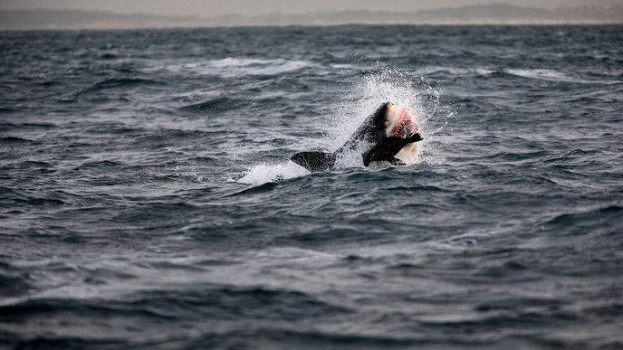 Úchvatné fotografie žraloka bílého při lovu