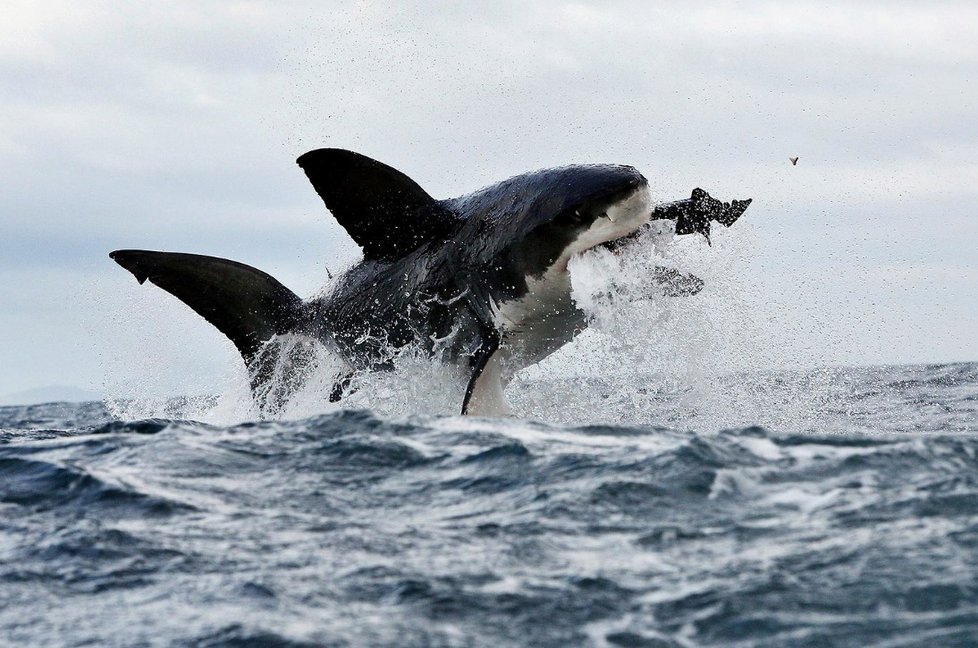 Žralok bílý nemá problém zaútočit na člověka. Běžně se ale živí lachtany, rybami a mořskými ptáky.