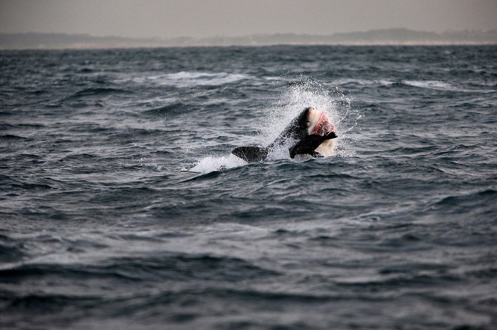 Úchvatné fotografie žraloka bílého při lovu (ilustrační foto)