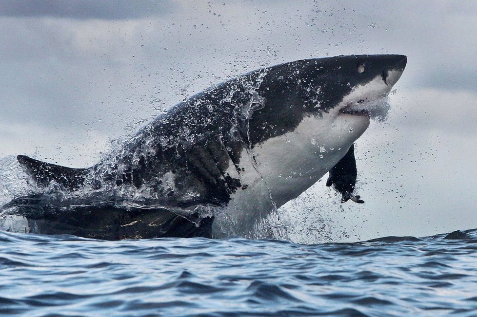 Úchvatné fotografie žraloka bílého při lovu (ilustrační foto)