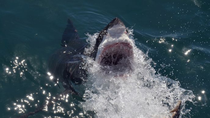 Velký bílý žralok (Carcharodon carcharias)