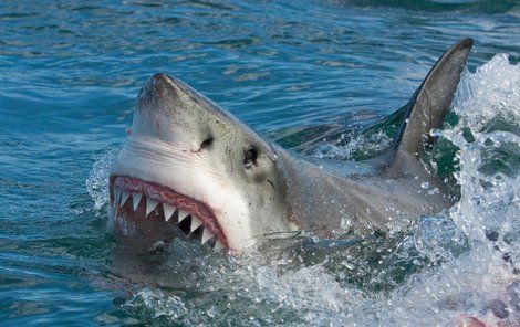 Útoky žraloků proti lidem jsou výjimečné, ale nikoliv ojedinělé.