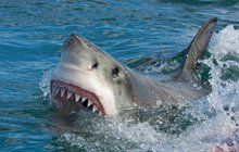 Drastická smrt Čecha (†42) v Egyptě: Okolnosti roztrhání žralokem jako z hororu!