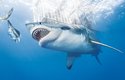 Žralok bílý měří i něco přes 6 metrů a jeho čelisti skousnou silou dvou tun