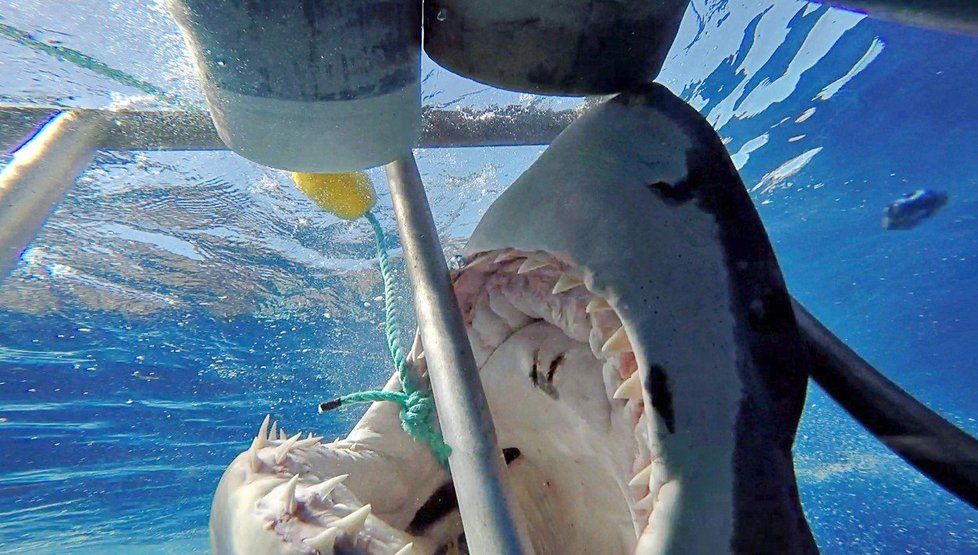 Fotograf velice zblízka zachytil, jak se velký žralok bílý snaží sežrat rybu