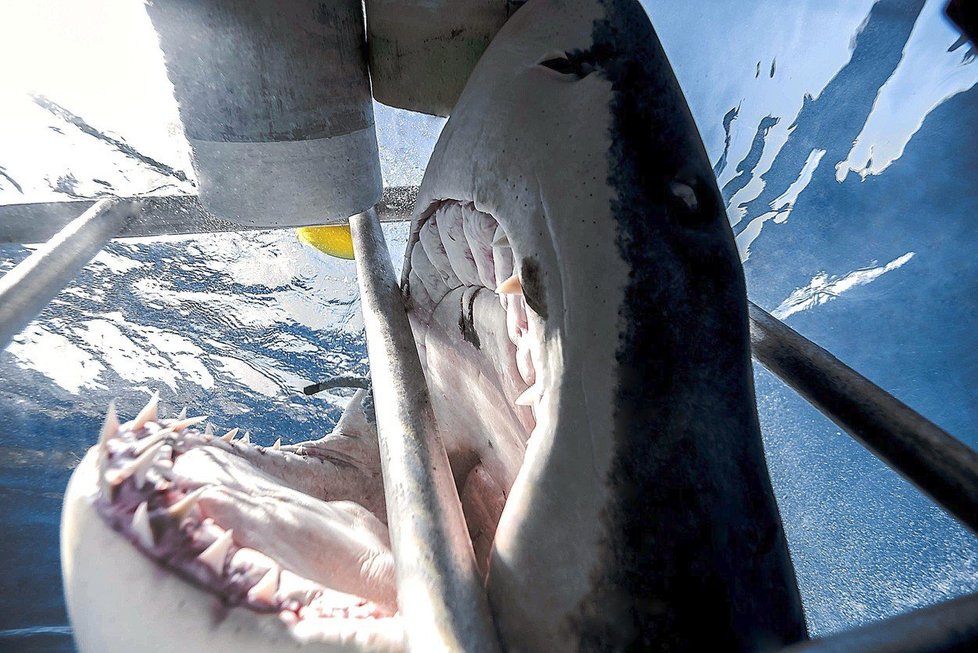 Fotograf velice zblízka zachytil, jak se velký žralok bílý snaží sežrat rybu.