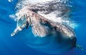 Žralok velrybí (též obrovský, Rhincodon typus) při krmení