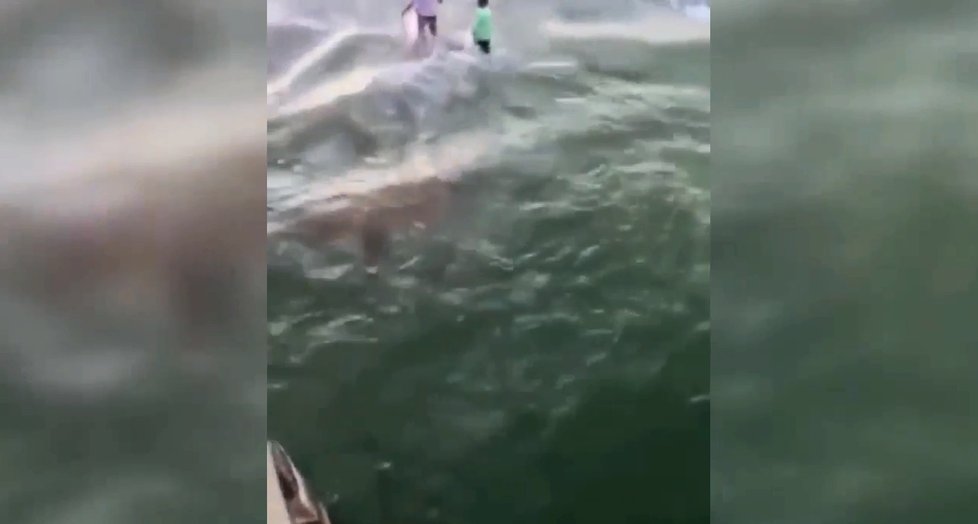 Žralok pokousal muži ruku poté, co ho zatahal za ocas.